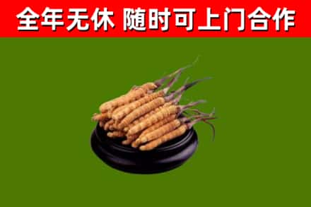 桦甸回收冬虫夏草